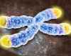 telomere-research.jpg