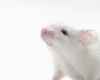 immortal-mouse-embryonic.jpg