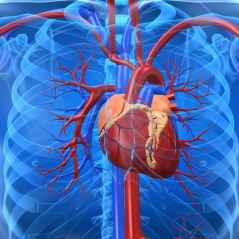 Heart Disease