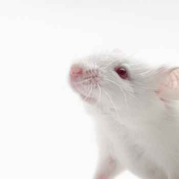 immortal-mouse-embryonic.jpg